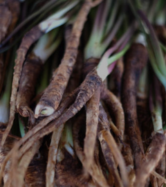 Dong Quai Root