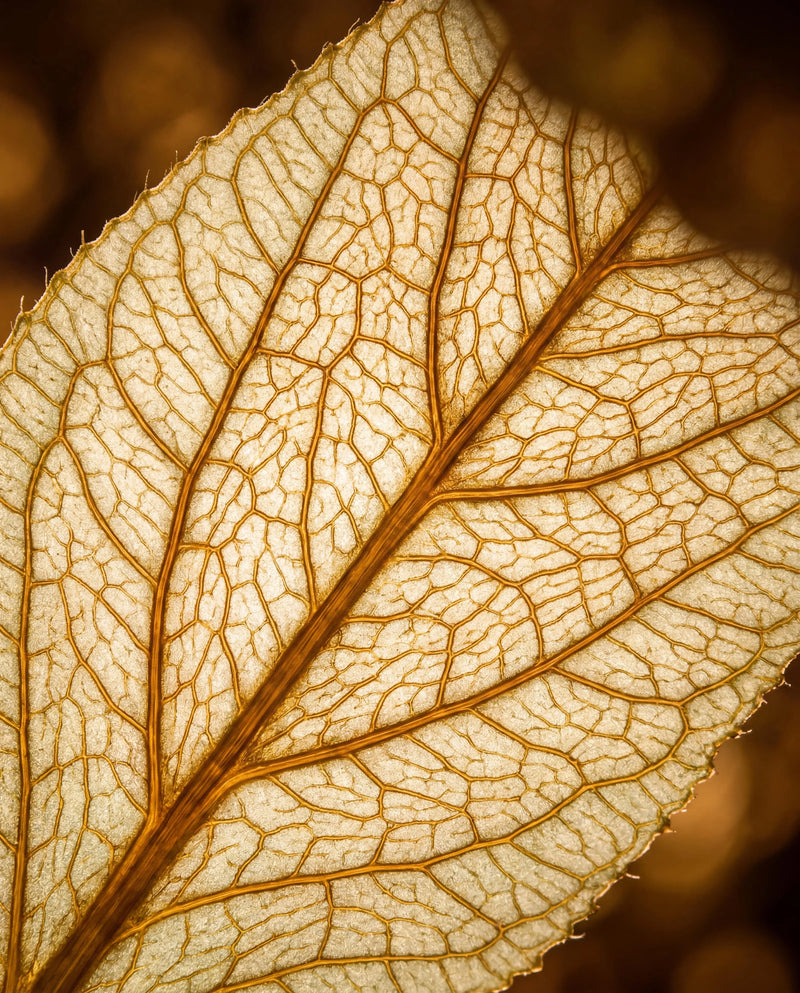 Chapter 2 — The Sublingual Pathway