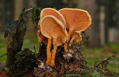 Cordyceps